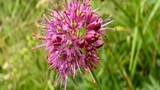 kamniki luk (Allium kermesinum)